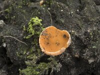 Aleuria aurantia 26, Grote oranje bekerzwam, Saxifraga-Willem van Kruijsbergen