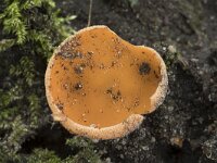 Aleuria aurantia 27, Grote oranje bekerzwam, Saxifraga-Willem van Kruijsbergen