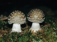 Amanita pantherina 11, Panteramaniet, Saxifraga-Foto Fitis-Sytske Dijksen
