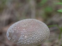 Amanita pantherina 12, Panteramaniet, Saxifraga-Jan Nijendijk