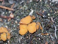 Anthracobia melaloma