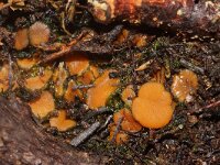 Anthracobia melaloma 2, Gewoon houtskoolbekertje, Saxifraga-Foto Fitis-Sytske Dijksen