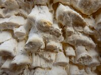 Antrodia xantha 24, Citroenstrookzwam, Saxifraga-Ed Stikvoort