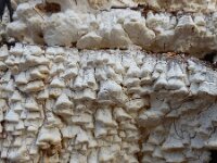 Antrodia xantha 27, Citroenstrookzwam, Saxifraga-Ed Stikvoort