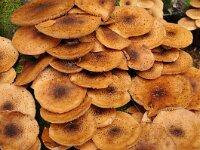 Armillaria ostoyae 24, Sombere honingzwam, Saxifraga-Luuk Vermeer