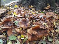 Honey mushroom Armillaria ostoyae growing along ditch  Honey mushroom Armillaria ostoyae growing along ditch : mushroom, Armillaria ostoyae, ditch, yellow, brown, water, cap, caps, stem, stems, toadstool, fungus, mushrooms, toadstools, fungi, nature, natural, growth, fall, autumn, autumnal, outside, outdoors, nobody, no people, honey mushroom