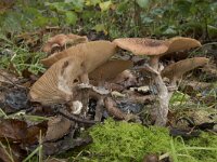 Armillaria ostoyae 38, Sombere honingzwam, Saxifraga-Willem van Kruijsbergen