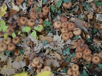 Armillaria ostoyae 7, Sombere honingzwam, Saxifraga-Luuk Vermeer