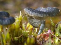 Arrhenia chlorocyanea