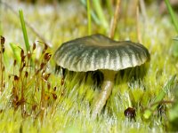 Arrhenia chlorocyanea 3, Blauwgroen trechtertje, Saxifraga-Foto Fitis-Sytske Dijksen