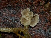 Arrhenia retiruga 2, Gerimpeld mosoortje, Saxifraga-Foto Fitis-Sytske Dijksen