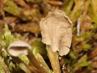 Arrhenia retiruga 3, Gerimpeld mosoortje, Saxifraga-Foto Fitis-Sytske Dijksen