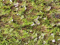 Arrhenia spathulata 2, Gesteeld mosoortje, Saxifraga-Foto Fitis-Sytske Dijksen