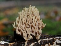 Artomyces pyxidatus 22, Kroontjesknotszwam, Saxifraga-Luuk Vermeer