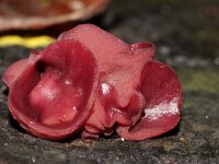 Ascocoryne sarcoides 10, Paarse knoopzwam, Saxifraga-Foto Fitis-Sytske Dijksen