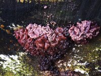 Ascotremella faginea