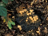 Asterophora lycoperdoides, Powder Cap