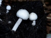 Asterophora lycoperdoides 2, Poederzwamgast, Saxifraga-Foto Fitis-Sytske Dijksen