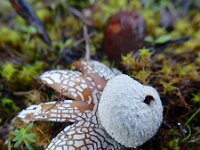 Astraeus hygrometricus