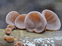 Auricularia auricula-judae 32, Echt judasoor, Saxifraga-Luuk Vermeer