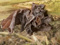 Auricularia auricula-judae 42, Echt judasoor, Saxifraga-Willem van Kruijsbergen
