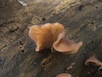 Auricularia auricula-judae 52, Echt judasoor, Saxifraga-Willem van Kruijsbergen