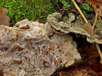 Auricularia mesenterica 3, Viltig judasoor, Saxifraga-Lucien Rommelaars