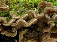Auricularia mesenterica 8, Viltig judasoor, Saxifraga-Lucien Rommelaars