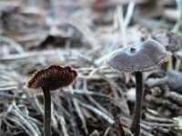 Auriscalpium vulgare