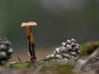 Auriscalpium vulgare 11, Oorlepelzwam Saxifraga-Luuk Vermeer