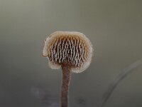 Auriscalpium vulgare 14, Oorlepelzwam Saxifraga-Luuk Vermeer