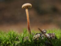 Auriscalpium vulgare 16, Oorlepelzwam Saxifraga-Luuk Vermeer