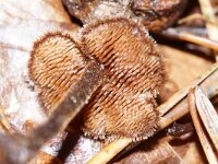 Auriscalpium vulgare 23, Oorlepelzwam, Saxifraga-Foto Fitis-Sytske Dijksen