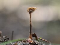 Auriscalpium vulgare 3, Oorlepelzwam Saxifraga-Luuk Vermeer