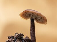 Auriscalpium vulgare 4, Oorlepelzwam, Saxifraga-Luuk Vermeer