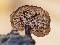 Auriscalpium vulgare 5, Oorlepelzwam, Saxifraga-Luuk Vermeer