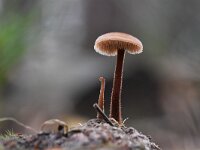 Auriscalpium vulgare 7, Oorlepelzwam Saxifraga-Luuk Vermeer