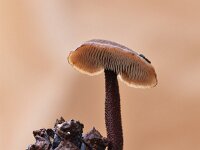 Auriscalpium vulgare 8, Oorlepelzwam Saxifraga-Luuk Vermeer