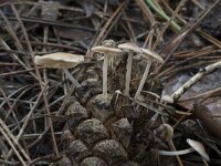 Baeospora myosura 11, Muizenstaartzwam, Saxifraga-Willem van Kruijsbergen