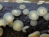 Belonopsis retincola