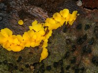 Bisporella citrina 4, Geel schijfzwammetje, Saxifraga-Foto Fitis-Sytske Dijksen