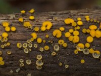 Bisporella citrina 3, Geel schijfzwammetje, Saxifraga-Willem van Kruijsbergen