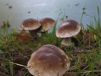 Boletus edulis 26, Gewoon eekhoorntjesbrood, Saxifraga-Roel Meijer