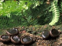 Bulgaria inquinans, Black Bulgar