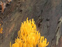 Calocera viscosa 14, Kleverig koraalzwammetje, Saxifraga-Jan de Laat