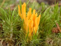 Calocera viscosa 2, Kleverig koraalzwammetje, Saxifraga-Marijke Verhagen