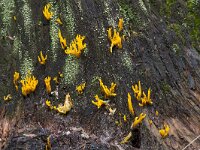 Calocera viscosa 22, Kleverig koraalzwammetje, Saxifraga-Jan Nijendijk