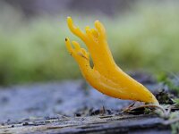 Calocera viscosa 28, Kleverig koraalzwammetje, Saxifraga-Luuk Vermeer