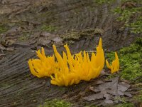 kleverigkoraalzwammetje  kleverigkoraalzwammetje in Speulderbos : Calocera viscosa