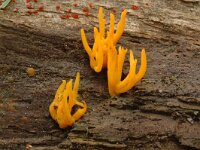 Calocera viscosa 4, Kleverig koraalzwammetje, Saxifraga-Jan van der Straaten